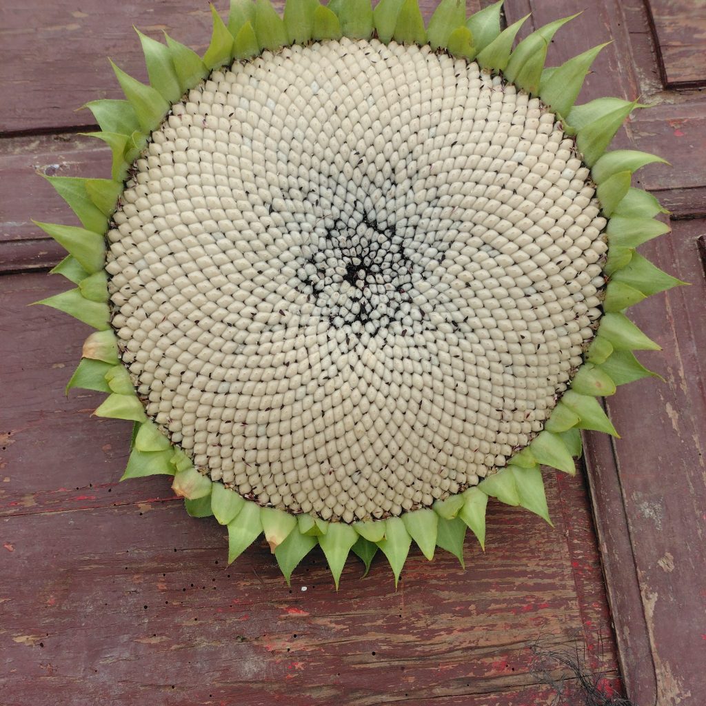 illustration de la ferme